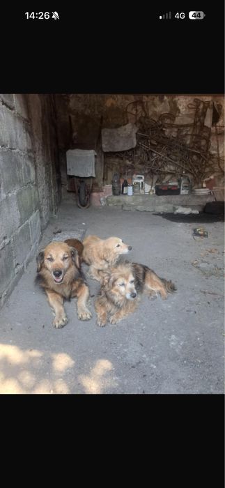 Cães de porte pequeno