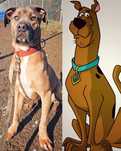 Zazu szuka domu prawdziwy Scooby-Doo