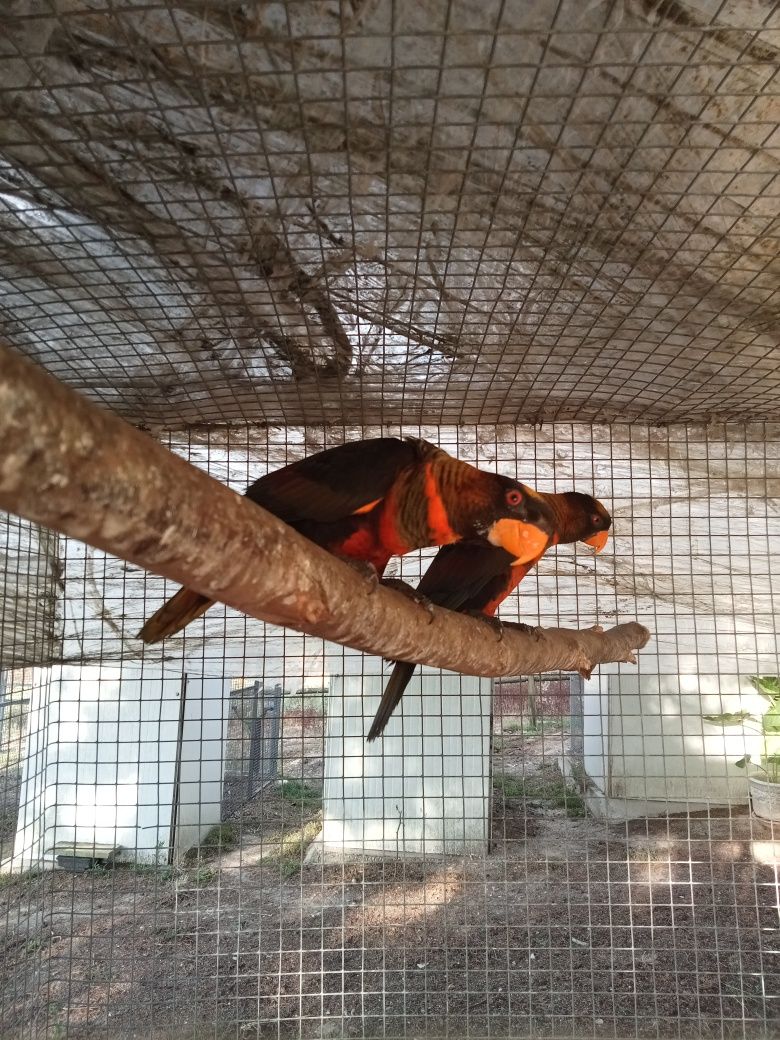 Casal Loris Fuscata