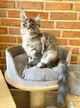 Honey Magnus*PL - kotka rasy Maine Coon szuka nowego domu :)