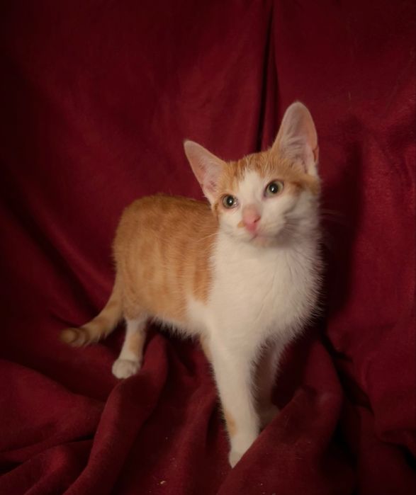 Piekny kocurek poleca sie do adopcji