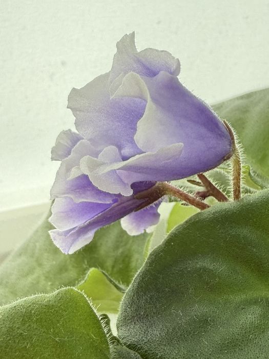 Розпродаж! Сортові фіалки: НАБІР листочків свіжозріз! Сенполія Оболонь