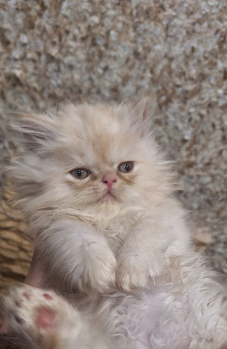 Породисті персидські кошенята