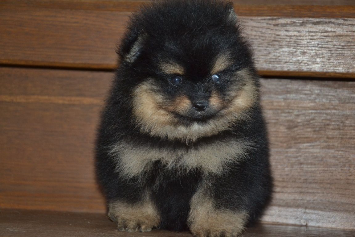 Pomeranian female FCI UKU