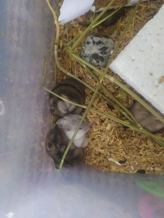 Хомяки, джунгарские