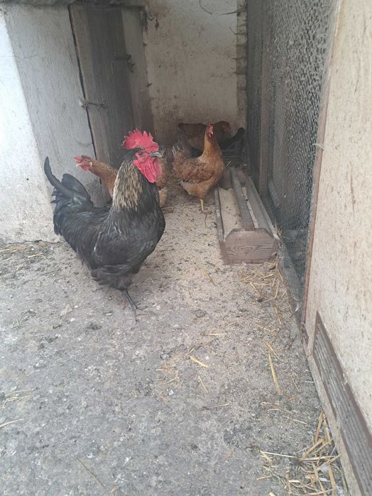 Jaja lęgowe kur niosek dark green shell dominant wyandotte marans