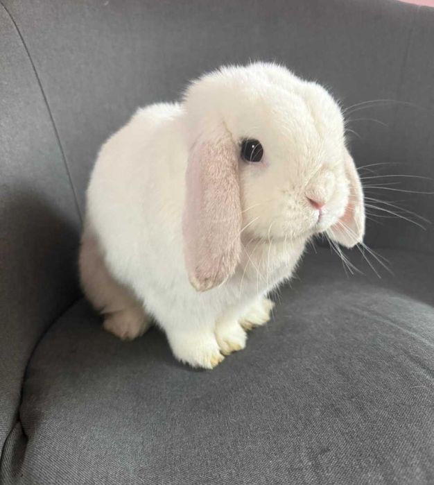 Mini Lop Biały / Wykastrowany / Legalna Hodowla