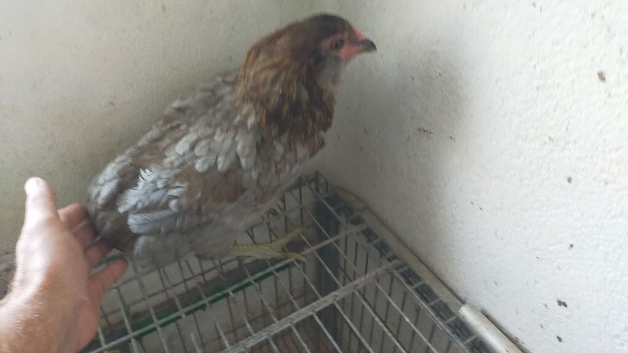 Galinha Araucana