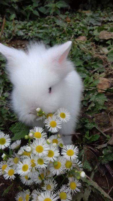 Декоративні карликові кролики