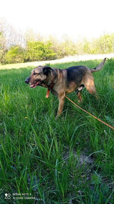 Psy do adopcji- Bolek szuka domku