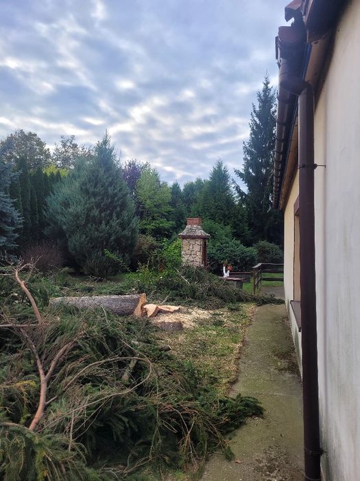 Wycinka drzew i krzewów. Metodą alpinistyczną i tradycyjną