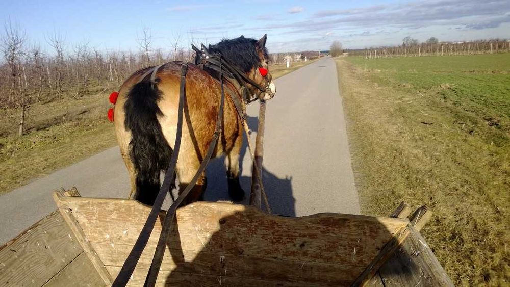 Klacz zimnokrwista 3 lata