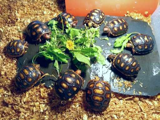 Черепахи угольные красноногие
