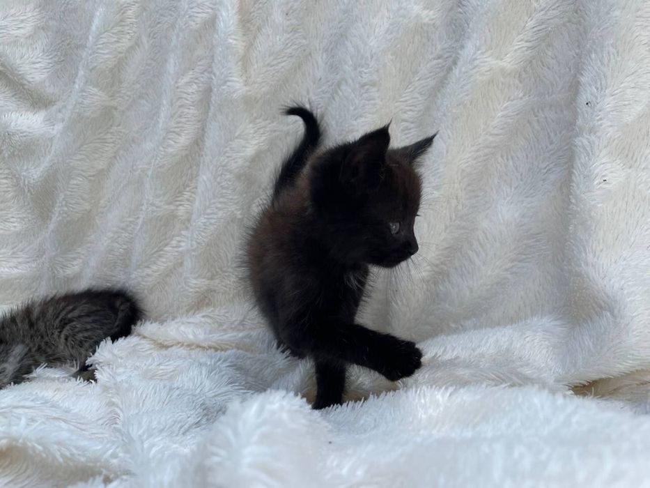 Котенята