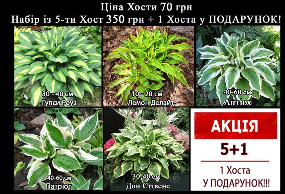 РОЗПРОДАЖ!!! Хоста 35 сортів
