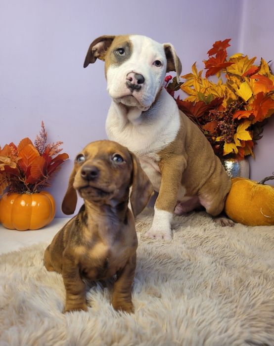 Rodzinny piesek Amstaff!