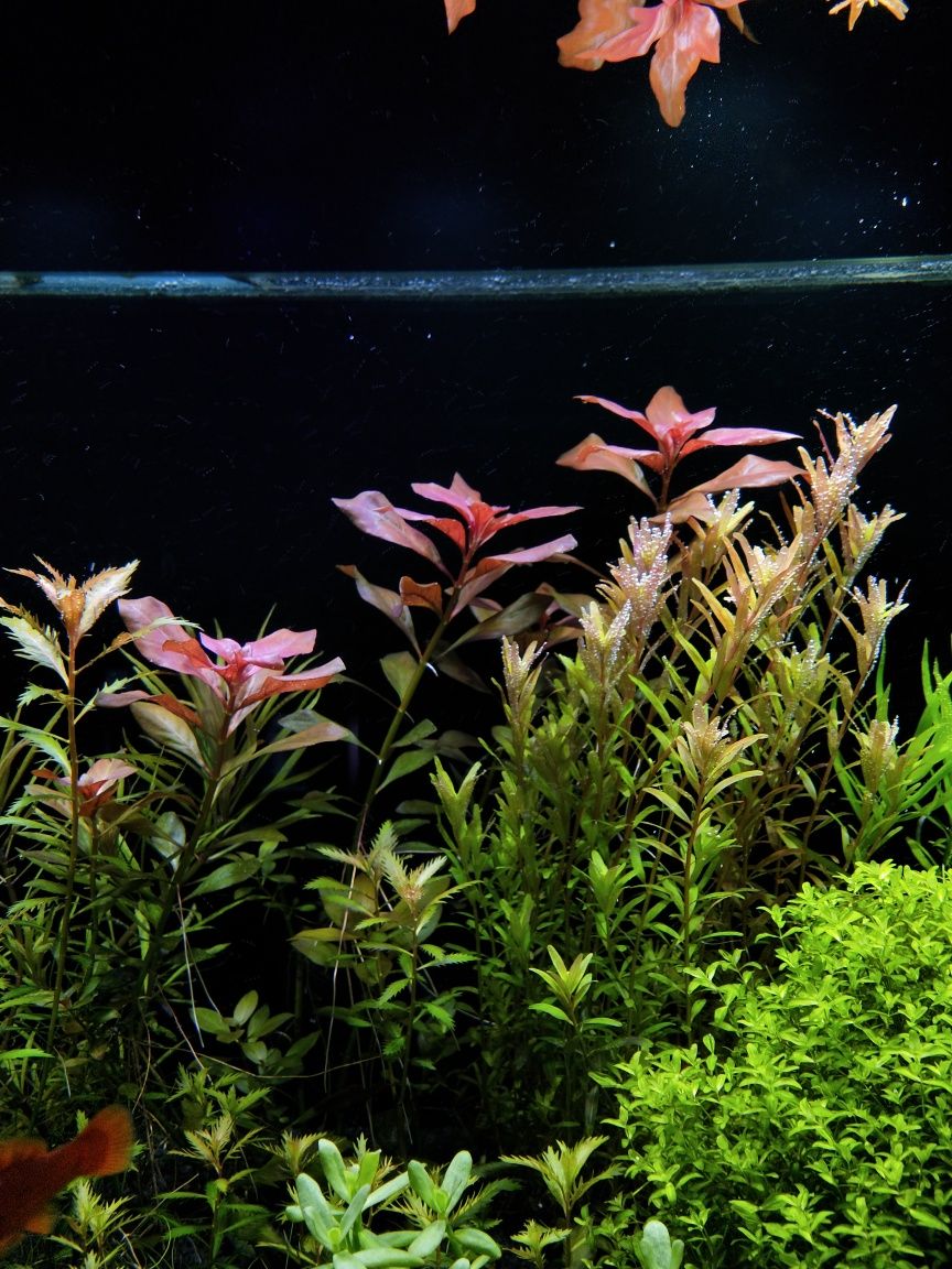 Ludwigia Repens Rubin