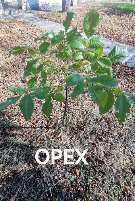 Саженцы Вишня и Орех