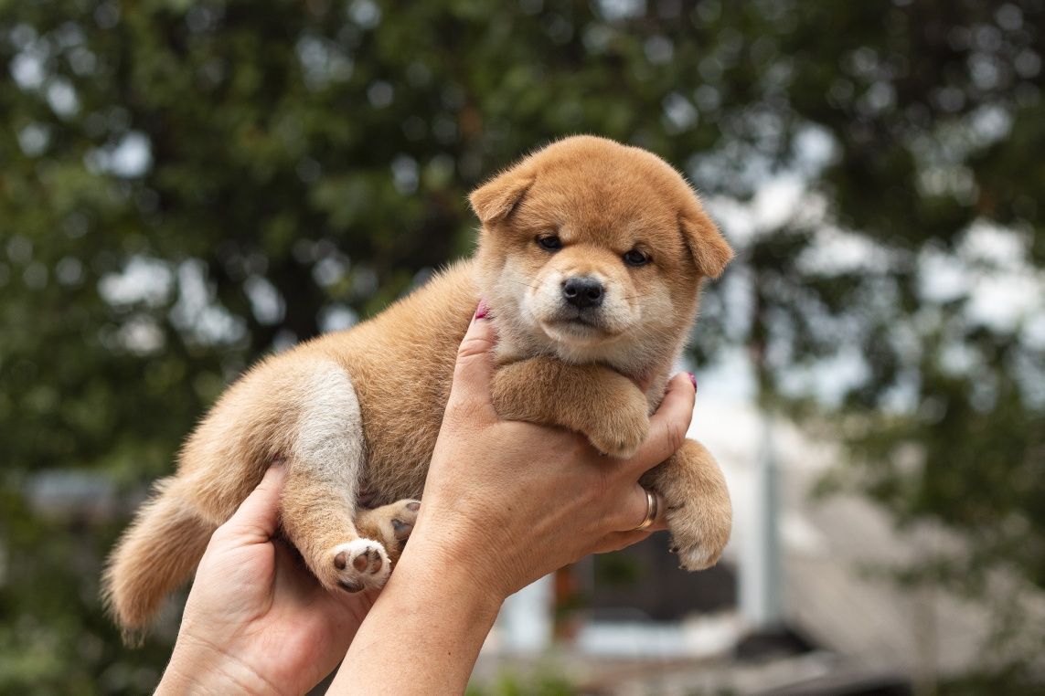 Шиба іну, сіба, shiba цуценят з міжнародного розплідника