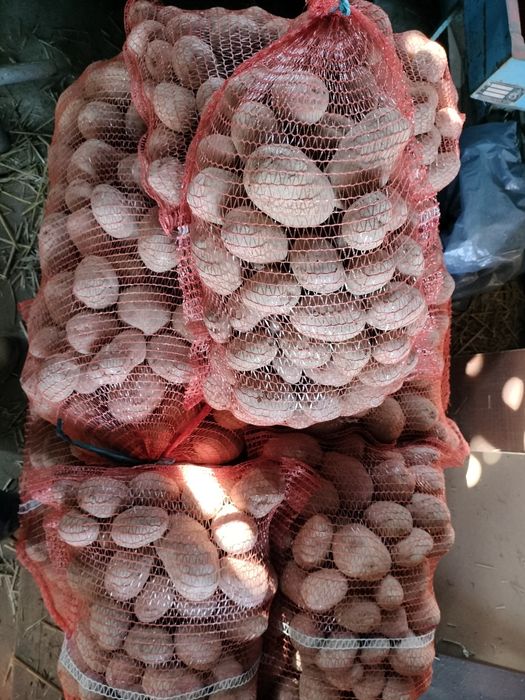 Ziemniaki 5kg lub 15kg