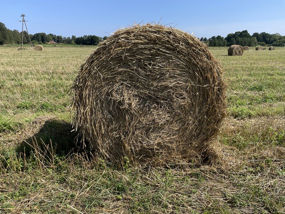 Sprzedam słome żytnią