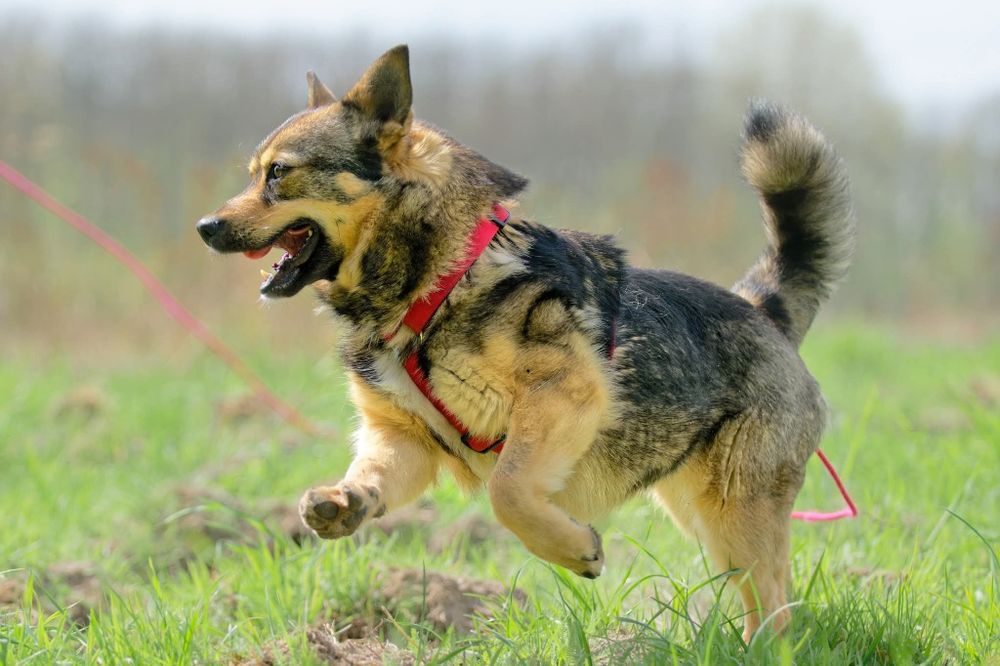 Łajka, mloda niezależna sunia