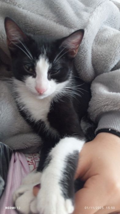 Gatinho para adoção