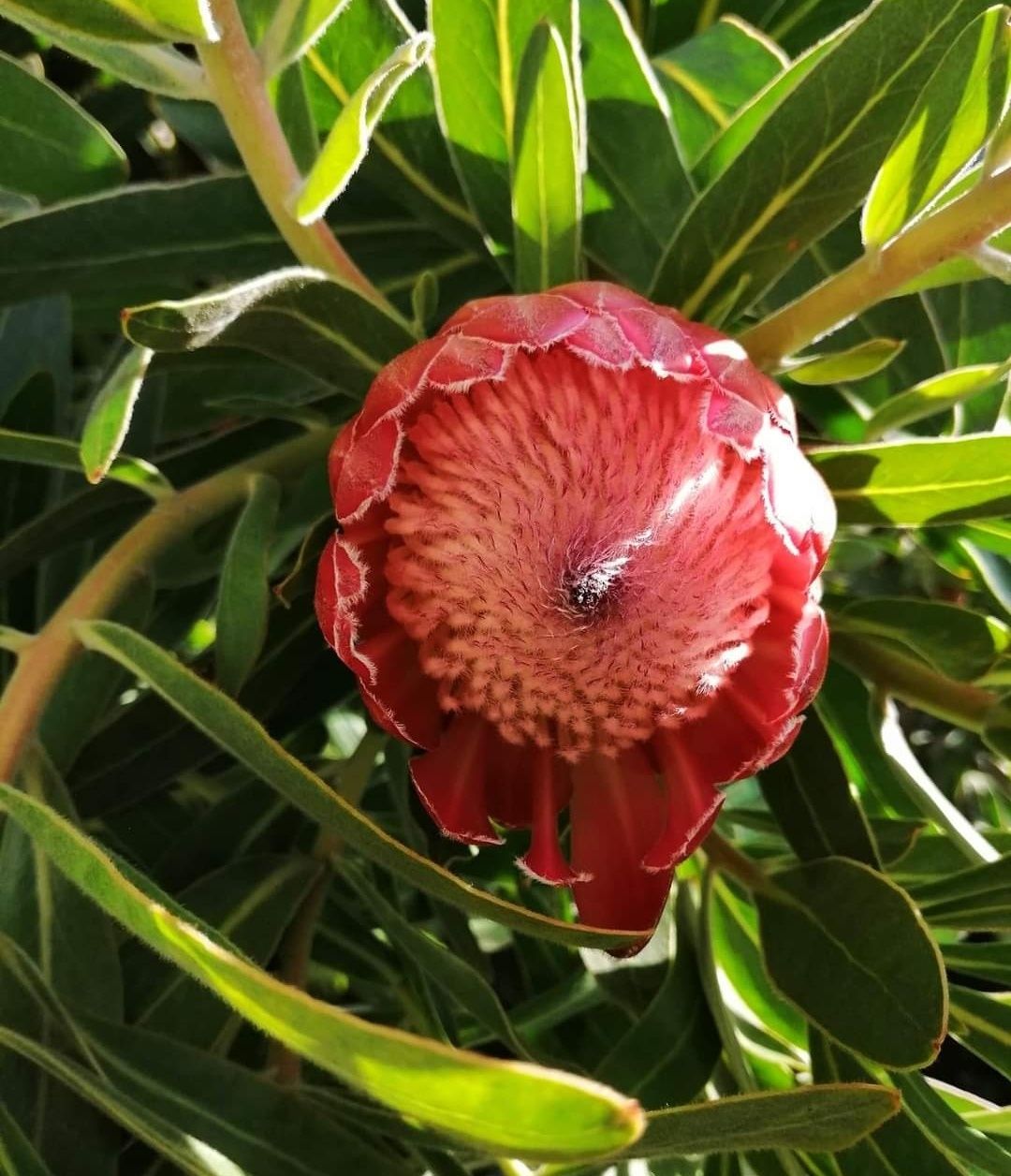 Protea neriifolia pink ice