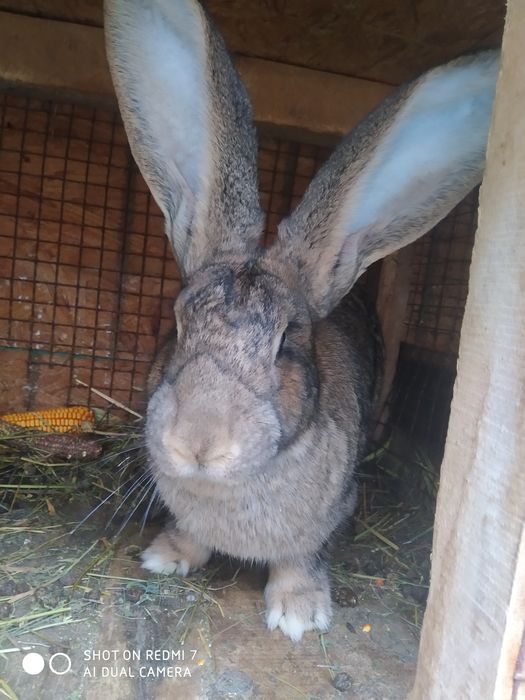 Продам кролів на розвід
