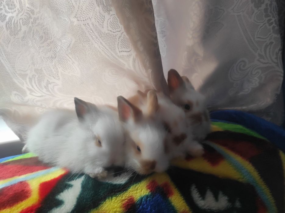 Декоративні кролики