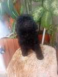 Caniche toy mine