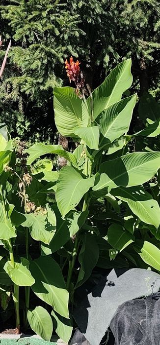 Kanna paciorecznik bulwy / czerwone kwiaty