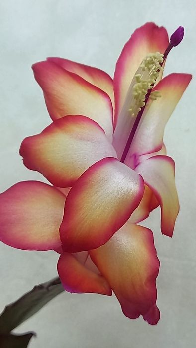 Шлюмбергера Самба Бразил