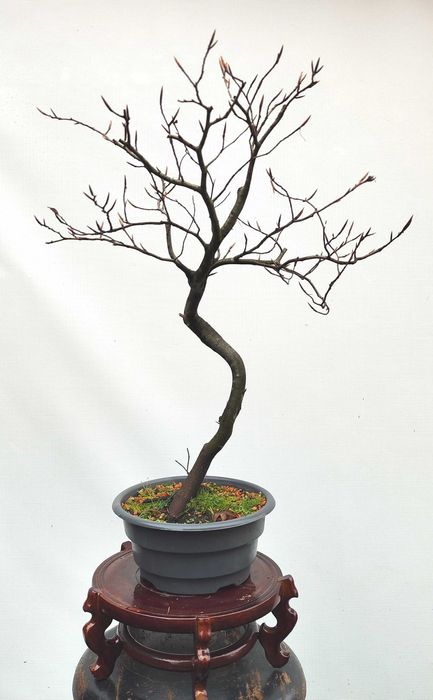 Pre Bonsai buk pospolity