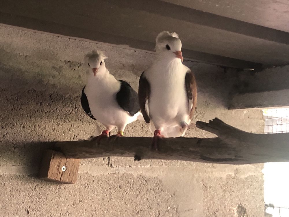 Casal de pombos escudo alemao