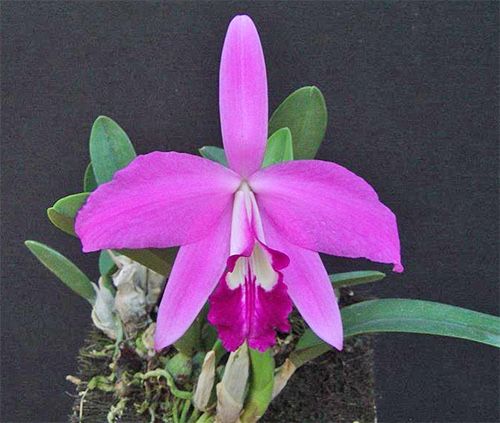Орхідея Laelia sincorana доросла