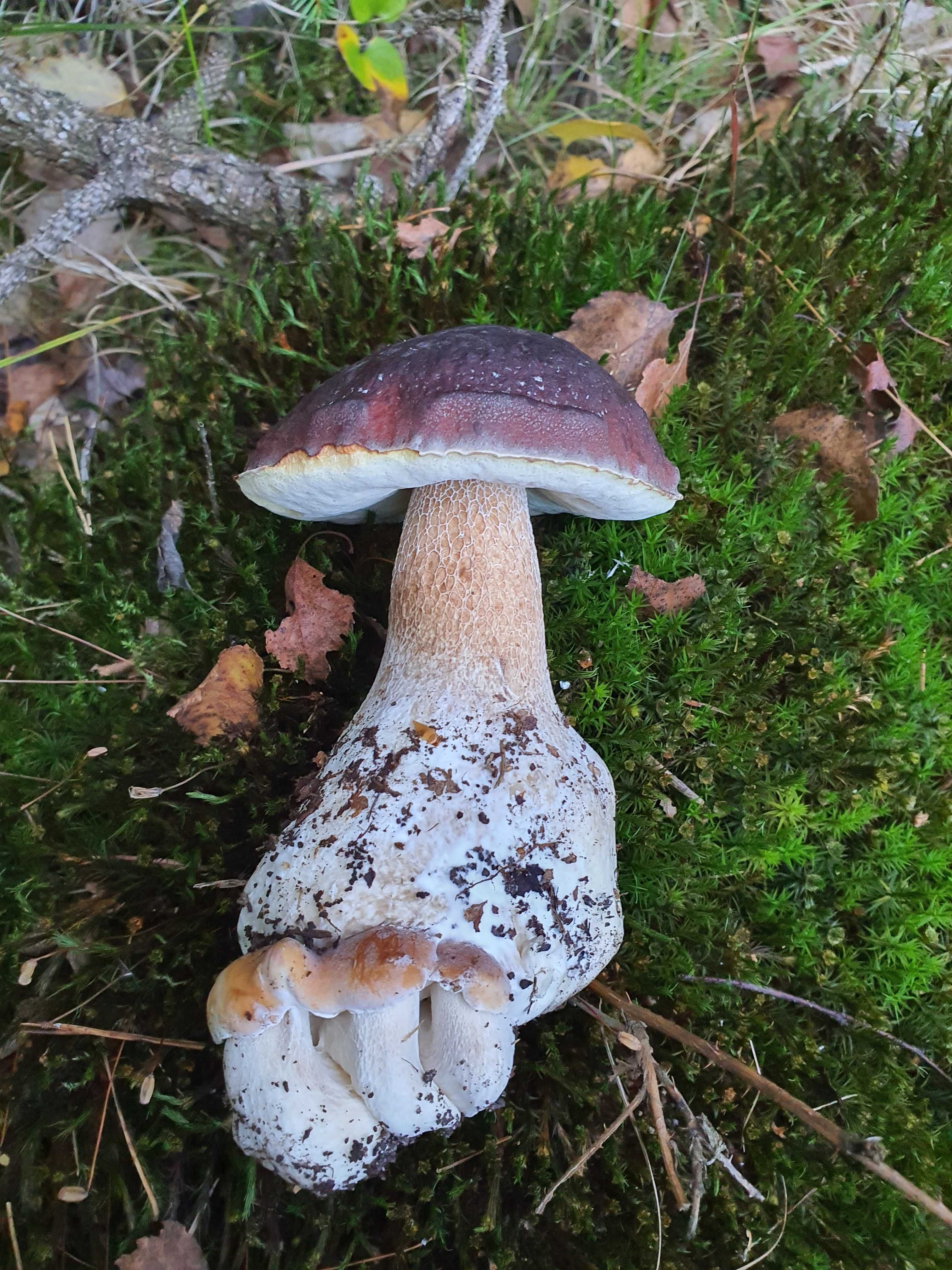 Grzyby suszone 85% borowik, 15% podgrzybek  ATEST