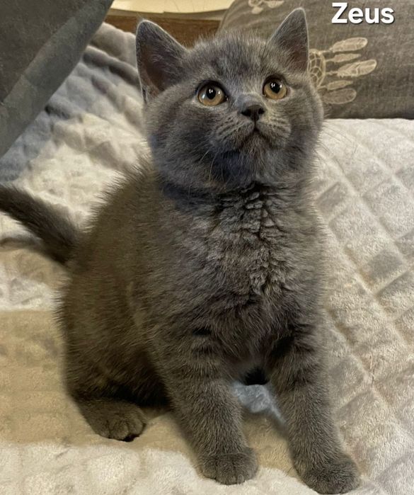 Kot brytyjski kocurek juz do odbioru