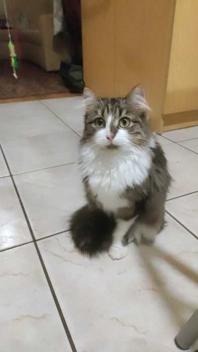 Puszysta, piękna, lękliwa kotka do adopcji PILNA POMOC