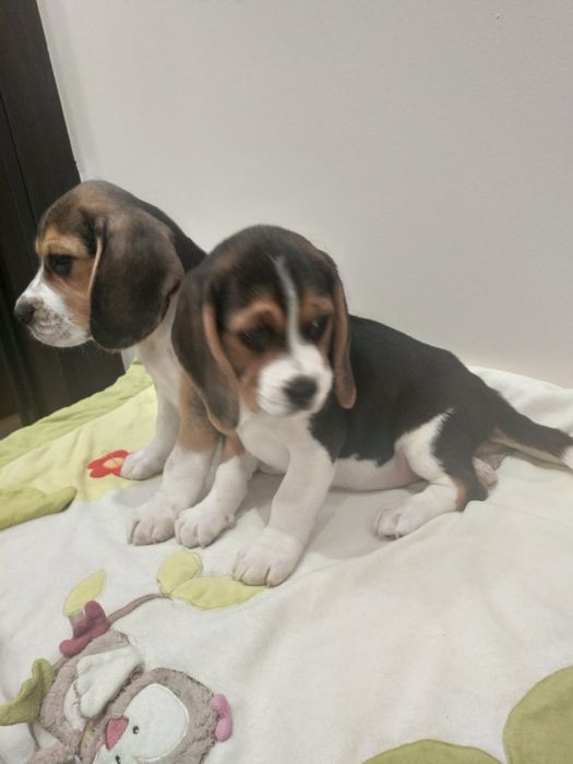 Beagle szczeniak już do odbioru