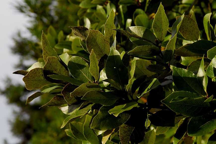 Folhas Louro AGRICULTURA BIOLÓGICA, sacos de 1kg - tempero/chá
