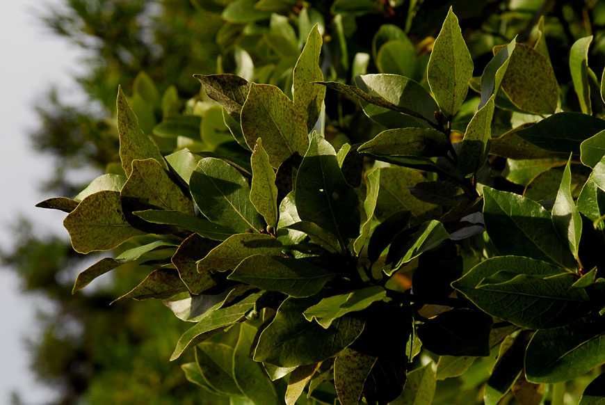 Folhas Louro verdes ou secas, sacos de 20g - tempero/chá