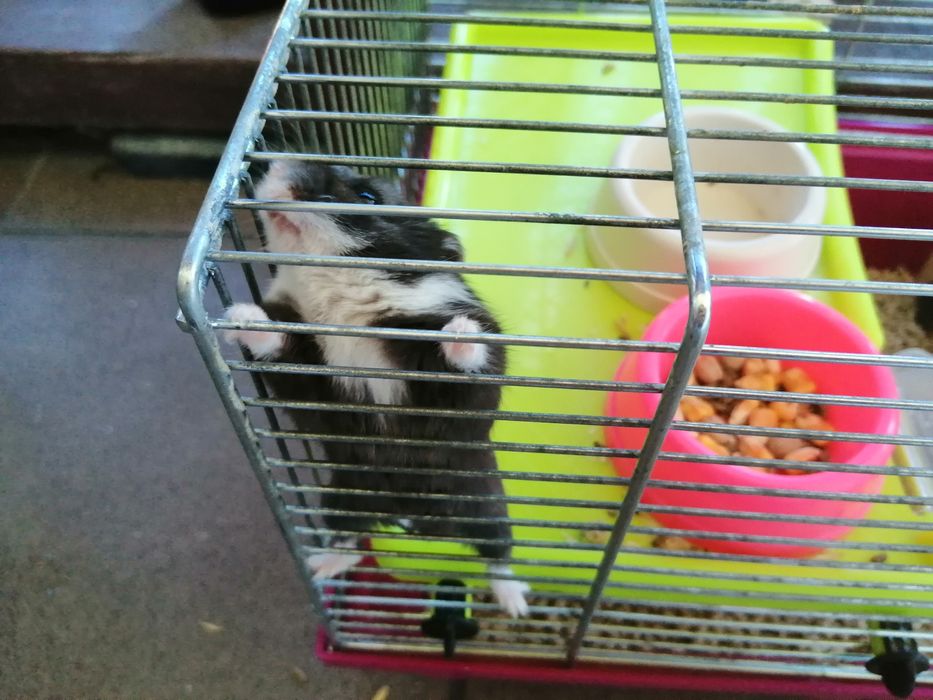 Chomik dżungarski samiczka z klatką