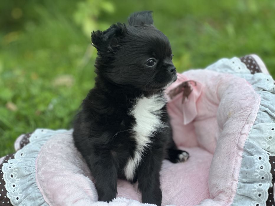 Chihuhua suczka długowłosa