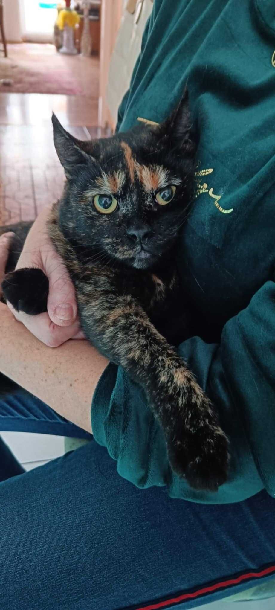 Piękna szylkretka Zuzia do adopcji