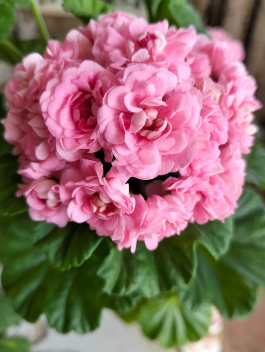 Квітуча пеларгонія в горщику