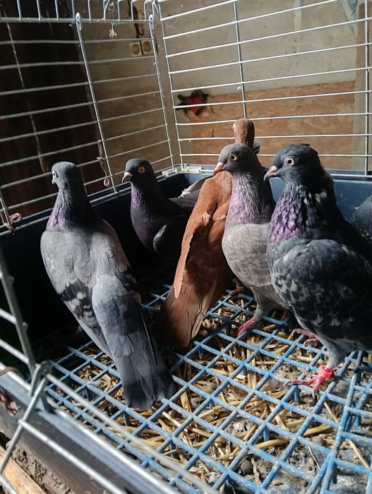 Gołębie ozdobne tiplery