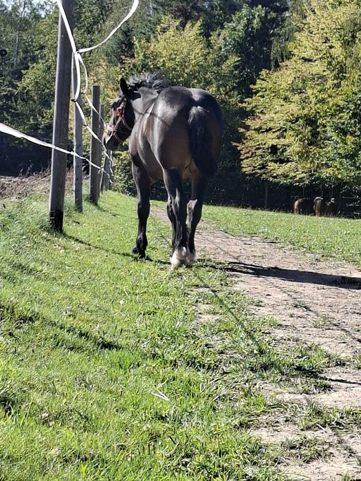 Sprzedam konia zimnokrwisty