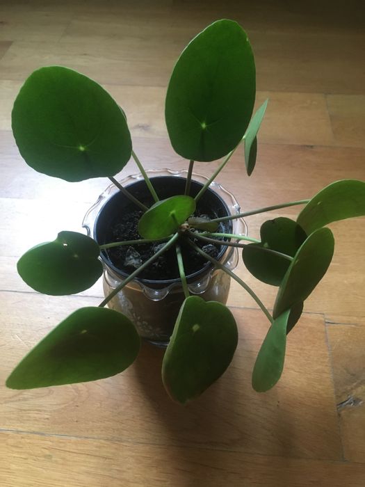 Pilea pieniążek