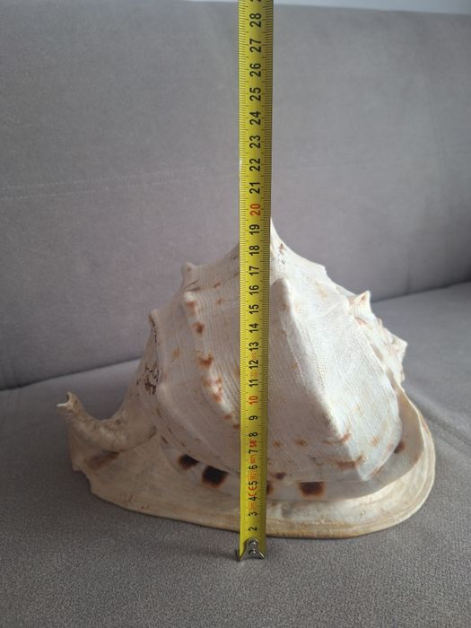 Muszla morska duża